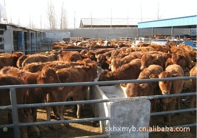 荷斯坦奶牛 郑州养殖业 家畜畜牧业 牛犊畜牧业