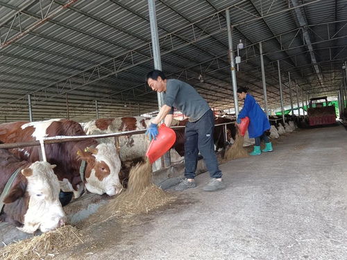桶井乡 支部带动发展牛产业,让群众日子 牛 起来